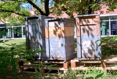 Bérelj méheket, és kapsz hozzájuk egy méhészt!